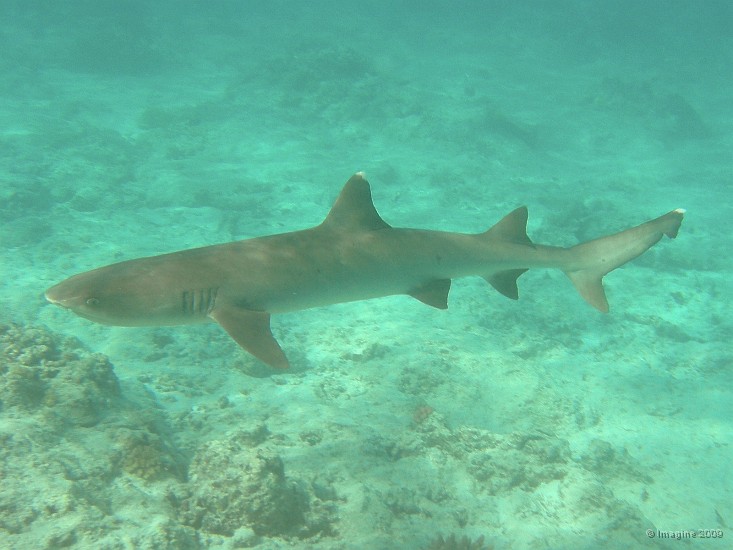 25- Le familier requin a pointe blanche.JPG